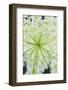 Queen Anne's lace flower-Anna Miller-Framed Photographic Print