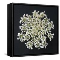 Queen Anne's Lace I-Jim Christensen-Framed Stretched Canvas