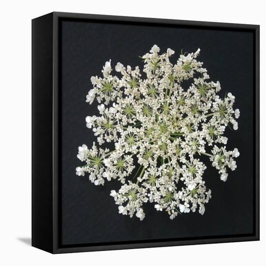 Queen Anne's Lace I-Jim Christensen-Framed Stretched Canvas