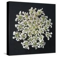 Queen Anne's Lace I-Jim Christensen-Stretched Canvas