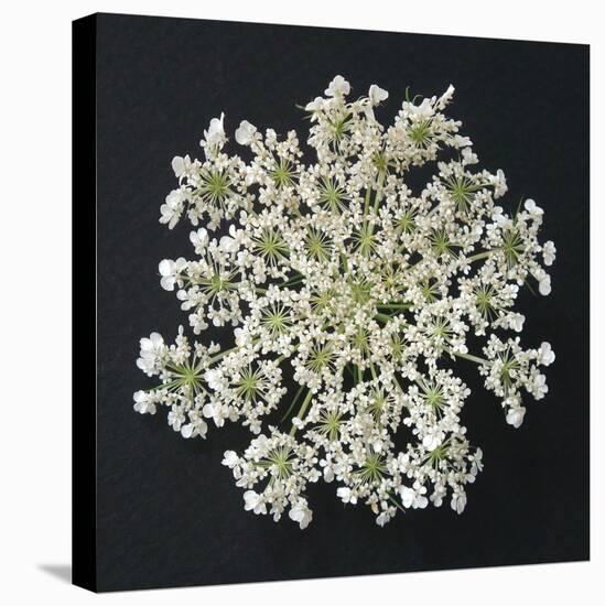 Queen Anne's Lace I-Jim Christensen-Stretched Canvas