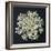 Queen Anne's Lace I-Jim Christensen-Framed Photographic Print