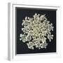 Queen Anne's Lace I-Jim Christensen-Framed Photographic Print