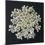 Queen Anne's Lace I-Jim Christensen-Mounted Photographic Print