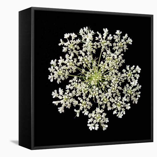 Queen Anne's Lace II-Jim Christensen-Framed Stretched Canvas