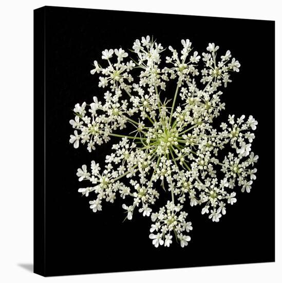 Queen Anne's Lace II-Jim Christensen-Stretched Canvas