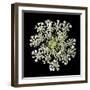 Queen Anne's Lace II-Jim Christensen-Framed Photographic Print