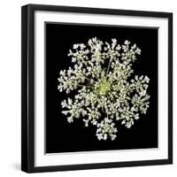 Queen Anne's Lace II-Jim Christensen-Framed Photographic Print