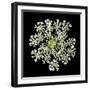 Queen Anne's Lace II-Jim Christensen-Framed Photographic Print