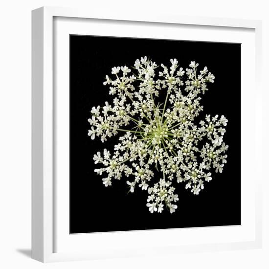 Queen Anne's Lace II-Jim Christensen-Framed Photographic Print