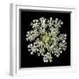 Queen Anne's Lace II-Jim Christensen-Framed Photographic Print