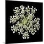 Queen Anne's Lace II-Jim Christensen-Mounted Photographic Print