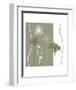 Queen Anne's Lace-Erin Clark-Framed Art Print