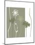 Queen Anne's Lace-Erin Clark-Mounted Art Print