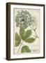 Queen Anne's Lace-Weinmann-Framed Art Print