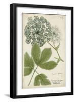 Queen Anne's Lace-Weinmann-Framed Art Print