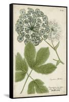 Queen Anne's Lace-Weinmann-Framed Stretched Canvas