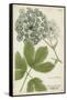 Queen Anne's Lace-Weinmann-Framed Stretched Canvas