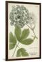 Queen Anne's Lace-Weinmann-Framed Art Print