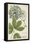 Queen Anne's Lace-Weinmann-Framed Stretched Canvas