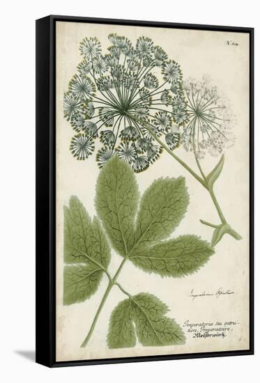 Queen Anne's Lace-Weinmann-Framed Stretched Canvas