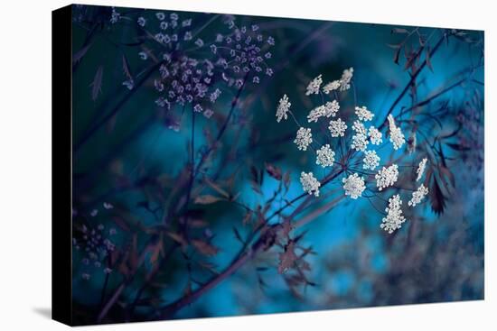 Queen Anne's Lace-Jacky Parker-Stretched Canvas