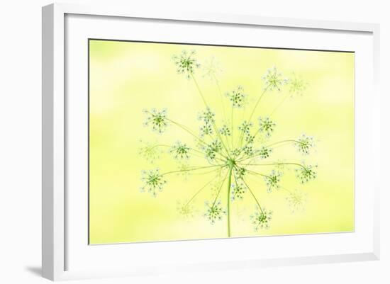 Queen Anne's Lace-Jacky Parker-Framed Giclee Print