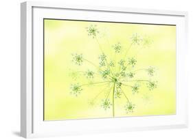 Queen Anne's Lace-Jacky Parker-Framed Giclee Print