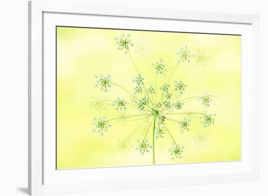 Queen Anne's Lace-Jacky Parker-Framed Giclee Print