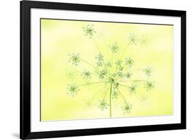 Queen Anne's Lace-Jacky Parker-Framed Giclee Print