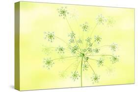 Queen Anne's Lace-Jacky Parker-Stretched Canvas