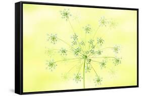 Queen Anne's Lace-Jacky Parker-Framed Stretched Canvas