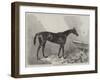 Queen Bertha, Winner of the Oaks-Harry Hall-Framed Giclee Print