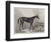 Queen Bertha, Winner of the Oaks-Harry Hall-Framed Giclee Print