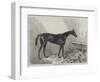 Queen Bertha, Winner of the Oaks-Harry Hall-Framed Giclee Print