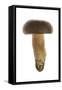 Queen Bolete Fungi-null-Framed Stretched Canvas