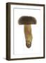 Queen Bolete Fungi-null-Framed Photographic Print