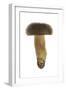 Queen Bolete Fungi-null-Framed Photographic Print