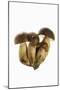 Queen Bolete Fungi-null-Mounted Photographic Print