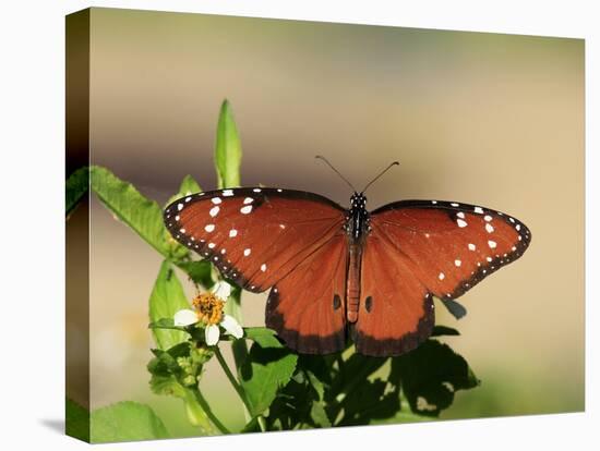 Queen Butterfly (Danaus gilippus) adult, sunning, Florida, USA-Edward Myles-Stretched Canvas