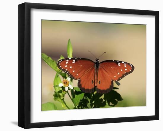 Queen Butterfly (Danaus gilippus) adult, sunning, Florida, USA-Edward Myles-Framed Photographic Print