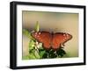 Queen Butterfly (Danaus gilippus) adult, sunning, Florida, USA-Edward Myles-Framed Photographic Print