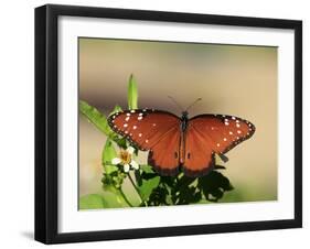 Queen Butterfly (Danaus gilippus) adult, sunning, Florida, USA-Edward Myles-Framed Photographic Print