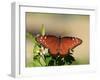 Queen Butterfly (Danaus gilippus) adult, sunning, Florida, USA-Edward Myles-Framed Photographic Print