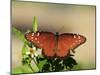 Queen Butterfly (Danaus gilippus) adult, sunning, Florida, USA-Edward Myles-Mounted Photographic Print
