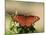 Queen Butterfly (Danaus gilippus) adult, sunning, Florida, USA-Edward Myles-Mounted Photographic Print