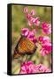 Queen Butterfly (Danaus Gilippus) on Queen's Wreath (Antigonon Leptopus)-Michael Nolan-Framed Stretched Canvas