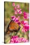 Queen Butterfly (Danaus Gilippus) on Queen's Wreath (Antigonon Leptopus)-Michael Nolan-Stretched Canvas