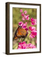 Queen Butterfly (Danaus Gilippus) on Queen's Wreath (Antigonon Leptopus)-Michael Nolan-Framed Photographic Print