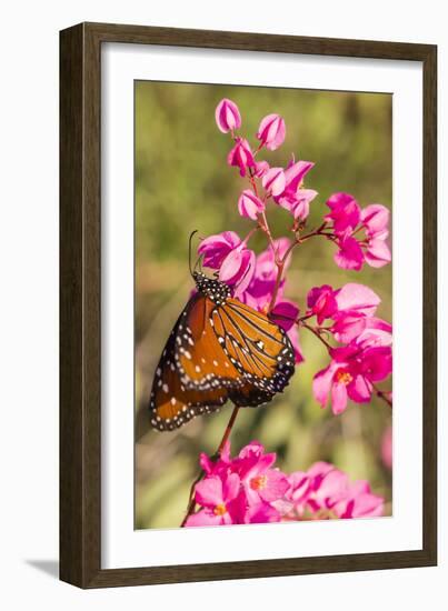 Queen Butterfly (Danaus Gilippus) on Queen's Wreath (Antigonon Leptopus)-Michael Nolan-Framed Photographic Print